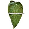 TONGTONG 20 Sheets Fresh Vacuum Packed Hackberry LeavesNatural Wild Dried Hackberry Leaf for Barbecue Sushi Sashimi Mat Cuisine Decoration Pad view 2