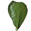TONGTONG 20 Sheets Fresh Vacuum Packed Hackberry LeavesNatural Wild Dried Hackberry Leaf for Barbecue Sushi Sashimi Mat Cuisine Decoration Pad view 4