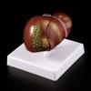 MOMOJIA Human Liver Pathological Anatomical Model Anatomy School Teaching Display Tool Lab Equipment view 2