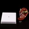 MOMOJIA Human Liver Pathological Anatomical Model Anatomy School Teaching Display Tool Lab Equipment view 3