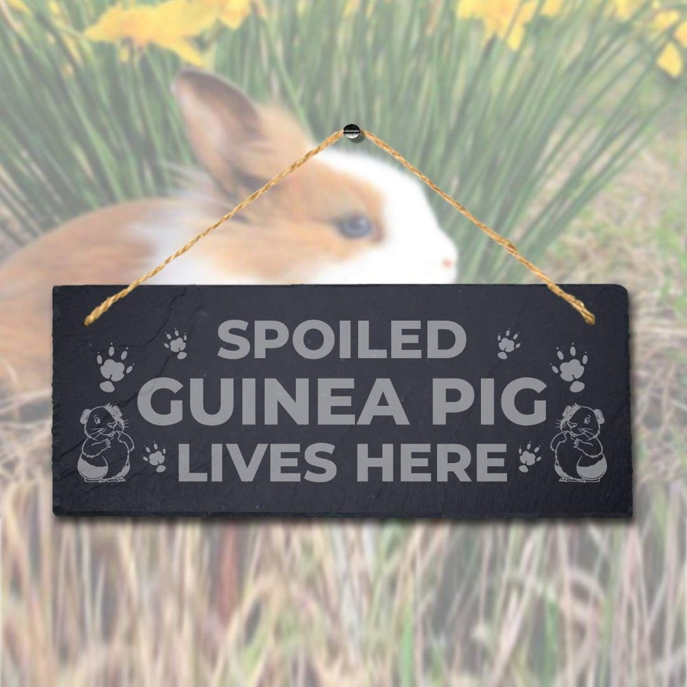 Stukk Spoiled Guinea Live Here Laser Hanging Pig Cote Pigsties Sign, 30x12cm, Natural Engraved Slate Stone Plaque