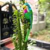 LWINGFLYER 14" Large Fake Parrot Artificial Simulation Foam Feather Parrot Bird for Crafts Pirate Costume Shoulder Prop Tropical Party Decoration (Green) view 3