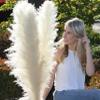 4 Large Fluffy Pampas Grass Decor Beige/Blonde - Naturally Dried Tall Pampas Grass - Home Decor for Tall Vase - 3-4 Ft Plume Size 80 - 120 cm - Stunning Flower Arrangements view 1