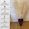 4 Large Fluffy Pampas Grass Decor Beige/Blonde - Naturally Dried Tall Pampas Grass - Home Decor for Tall Vase - 3-4 Ft Plume Size 80 - 120 cm - Stunning Flower Arrangements view 2