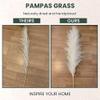 4 Large Fluffy Pampas Grass Decor Beige/Blonde - Naturally Dried Tall Pampas Grass - Home Decor for Tall Vase - 3-4 Ft Plume Size 80 - 120 cm - Stunning Flower Arrangements view 4