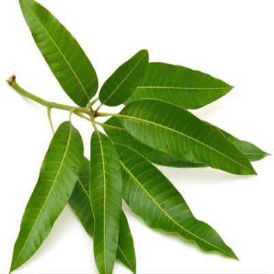 Bestdeal General Puja Kit Pooja Set Mango Leaves 25 Pieces