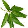 Bestdeal General Puja Kit Pooja Set Mango Leaves 25 Pieces view 1