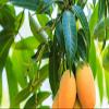 Bestdeal General Puja Kit Pooja Set Mango Leaves 25 Pieces view 2