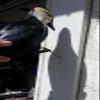 Woodpecker Decoy Effigy - Life-Like Woodpecker Deterrent & Decoration view 3