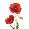 20ct Decorative Napkins - 13x13, Multi-Purpose for Valentine's, Mother's Day, All Seasons - Floral, Red Poppy, Designer V Napkins view 1