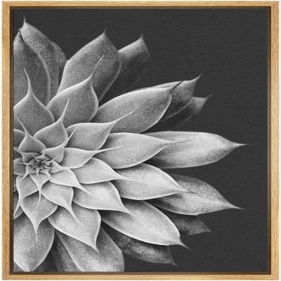 SIGNWIN Framed Canvas Print Wall Art Film Grain Silver Star Succulent on Dark Background Floral Plants Photography Minimalism Southwest Relax/Calm for Living Room, Bedroom, Office - 16"x24" Natural