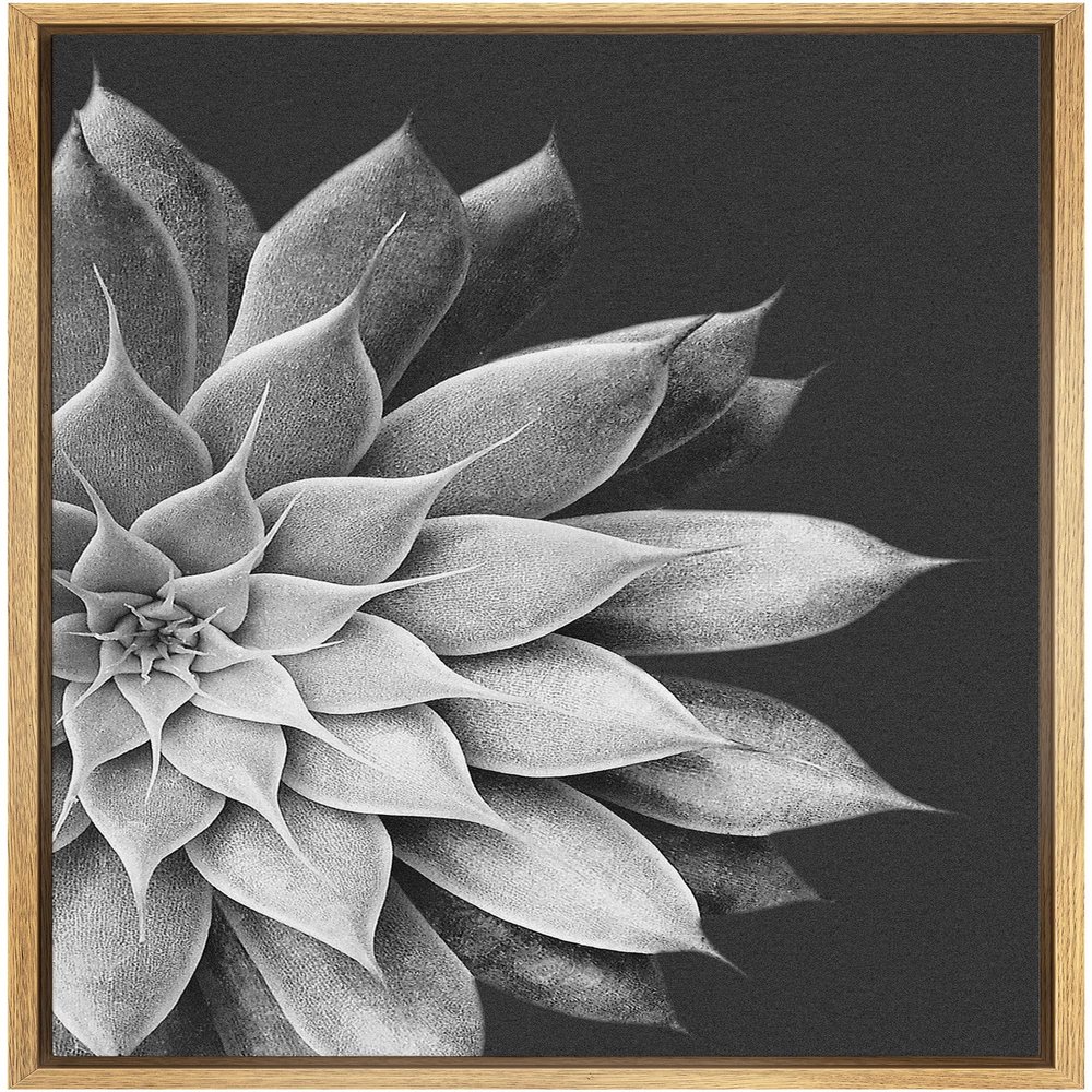 SIGNWIN Framed Canvas Print Wall Art Film Grain Silver Star Succulent on Dark Background Floral Plants Photography Minimalism Southwest Relax/Calm for Living Room, Bedroom, Office - 16"x24" Natural