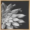 SIGNWIN Framed Canvas Print Wall Art Film Grain Silver Star Succulent on Dark Background Floral Plants Photography Minimalism Southwest Relax/Calm for Living Room, Bedroom, Office - 16"x24" Natural view 1