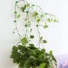 Hemoton Plant Climbing Wall Clips 80pcs Set Vine Clips for Climbing Plants Sticky Hooks view 4