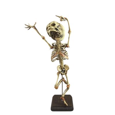 Asylum Zone Danse Macabre Dance of Death Human Baby Fetal Fetus Skeleton Oddity Curiosity, Brown and Beige, One Size