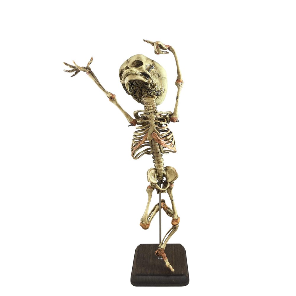 Asylum Zone Danse Macabre Dance of Death Human Baby Fetal Fetus Skeleton Oddity Curiosity, Brown and Beige, One Size