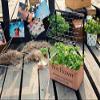 Anncus F Zakka Shelf Wood Box Storage Wood Shelf box Flowers Hanging Shelf wood log iron Shelf view 1