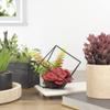 5.5" Artificial Succulent Arrangement in Black Metal Wire Frame view 2