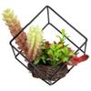 5.5" Artificial Succulent Arrangement in Black Metal Wire Frame view 4