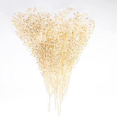 Dried Le Bleach Stalks for Decor | Dried Wheat for Home or Office Decor l Dried Wheat for Bouquet l Wedding Decoration l Bridal Bouquet (Le Bleach, Approximately 35")