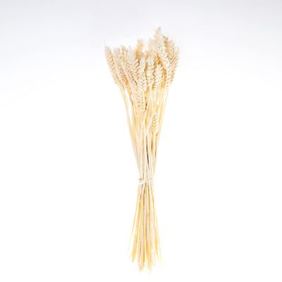 Dried Tarwe Wheat Stalks for Decor | Dried Wheat for Home or Office Decor l Dried Wheat for Bouquet l Wedding Decoration l Bridal Bouquet (Tarwe Bleached, Approximately 23")