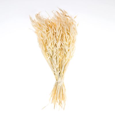 Dried Wheat Stalks for Decor | Dried Wheat for Home or Office Decor l Dried Wheat for Bouquet l Wedding Decoration l Bridal Bouquet (Avena Wheat, Approximately 28")