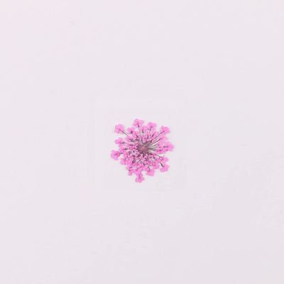 100pcs/pack Ammi majus Natural Pressed Dried Flower for Resin Jewelry Making, Soap and Candle Making, Scrapbooking DIY (Rose Red)