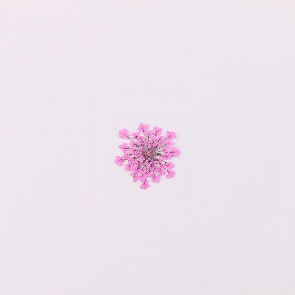 100pcs/pack Ammi majus Natural Pressed Dried Flower for Resin Jewelry Making, Soap and Candle Making, Scrapbooking DIY (Rose Red)