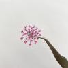 100pcs/pack Ammi majus Natural Pressed Dried Flower for Resin Jewelry Making, Soap and Candle Making, Scrapbooking DIY (Rose Red) view 3