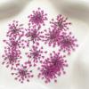 100pcs/pack Ammi majus Natural Pressed Dried Flower for Resin Jewelry Making, Soap and Candle Making, Scrapbooking DIY (Rose Red) view 4