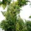 CraftMore Cedar Garland 6' view 3