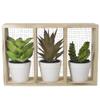 10.75" Artificial Mixed Potted Succulents in Wooden Box view 1