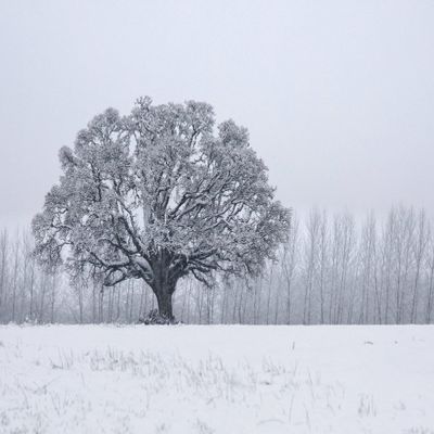 Winter Oak Tree in Snow Photo Wall Art (Acrylic, 12x18)