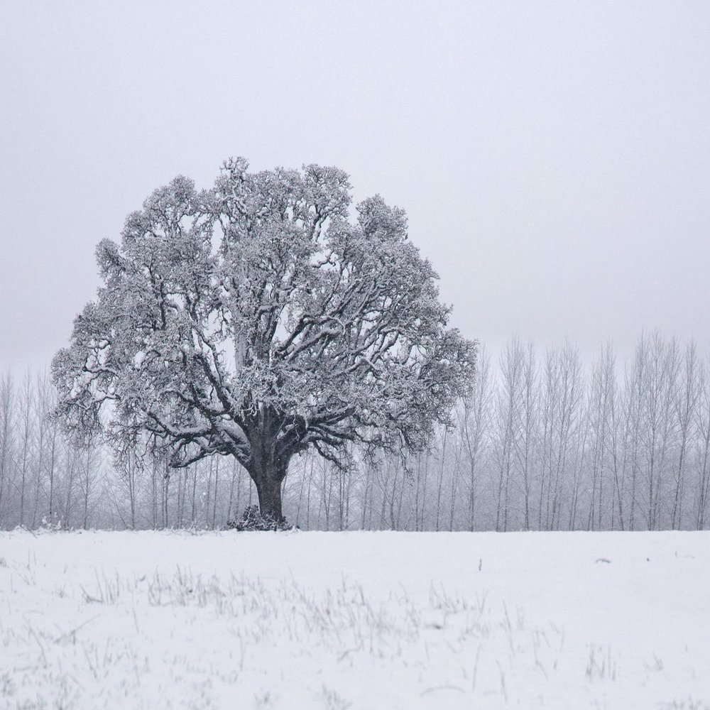 Winter Oak Tree in Snow Photo Wall Art (Acrylic, 12x18)