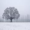 Winter Oak Tree in Snow Photo Wall Art (Acrylic, 12x18) view 1