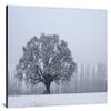 Winter Oak Tree in Snow Photo Wall Art (Acrylic, 12x18) view 2
