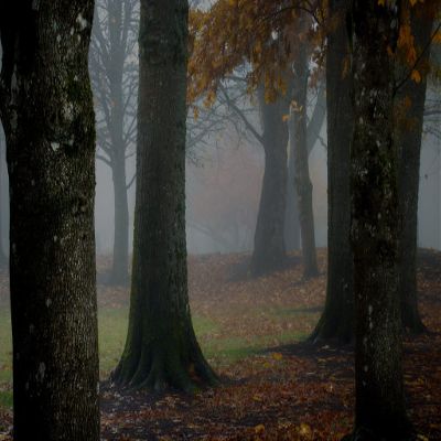 Misty Morning Wooded in Autumn Fine Art Photo Wall Art (Acrylic, 12x18)