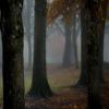 Misty Morning Wooded in Autumn Fine Art Photo Wall Art (Acrylic, 12x18) view 1