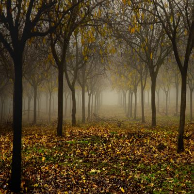 Misty Morning Orchard in Autumn Fog Fine Art Photo Wall Art (Acrylic, 12x18)