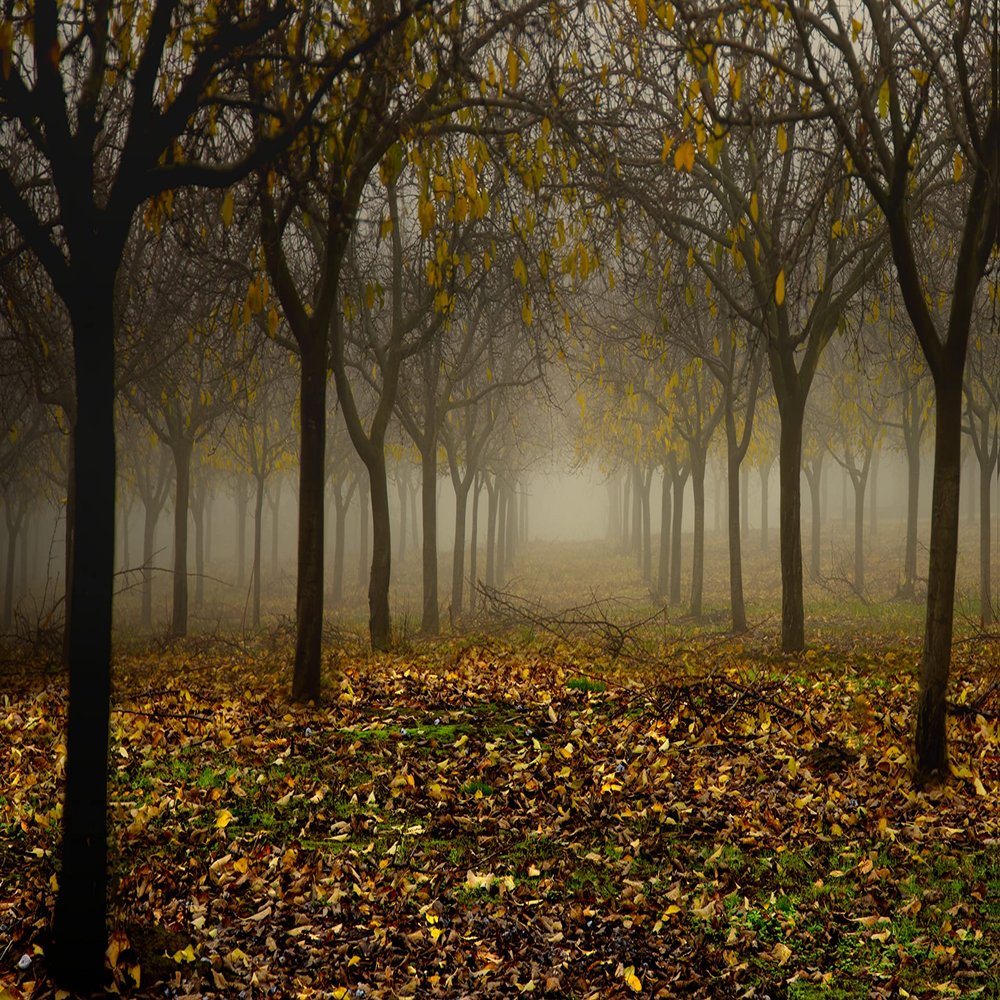 Misty Morning Orchard in Autumn Fog Fine Art Photo Wall Art (Acrylic, 12x18)
