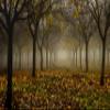 Misty Morning Orchard in Autumn Fog Fine Art Photo Wall Art (Acrylic, 12x18) view 1