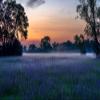 Niwo ART - Morning Mist Flowers Field, Removable Wall Mural | Self-Adhesive Large Wallpaper (64"x96") view 2