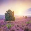 Niwo ART - Beautiful Landscape Sunrise, Removable Wall Mural | Self-Adhesive Large Wallpaper (64"x96") view 2