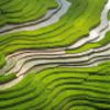 Niwo ART - Look At All That Rice, Removable Wall Mural | Self-Adhesive Large Wallpaper (96"x144") view 2