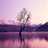 Niwo ART - Birds Tree Lake, Removable Wall Mural | Self-Adhesive Large Wallpaper (64"x96") view 2