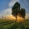 Niwo ART - Countryside Road Trees Sunshine, Removable Wall Mural | Self-Adhesive Large Wallpaper (96"x144") view 2