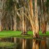 Niwo ART - Old Trees Swamp, Removable Wall Mural | Self-Adhesive Large Wallpaper (64"x96") view 2