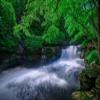 Niwo ART - Forest Creek 2, Removable Wall Mural | Self-Adhesive Large Wallpaper (96"x144") view 2
