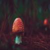 Niwo ART - Red Mushroom, Removable Wall Mural | Self-Adhesive Large Wallpaper (64"x96") view 2