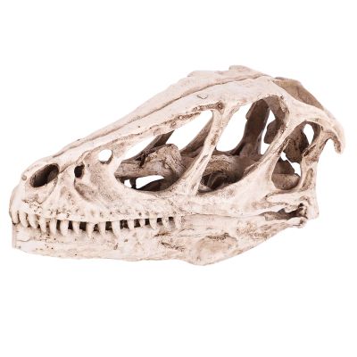 Raguso Dinosaur Skull Model Simulated Animal Skeleton Gifts Home Office Decor Teaching Tools